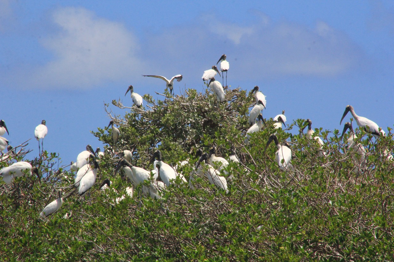 Sian Ka'an, las Alas del Cielo