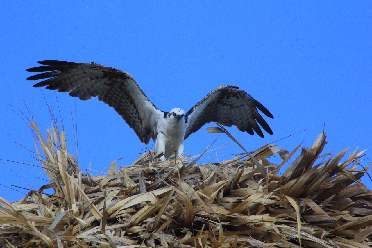 Sian Ka'an, las Alas del Cielo