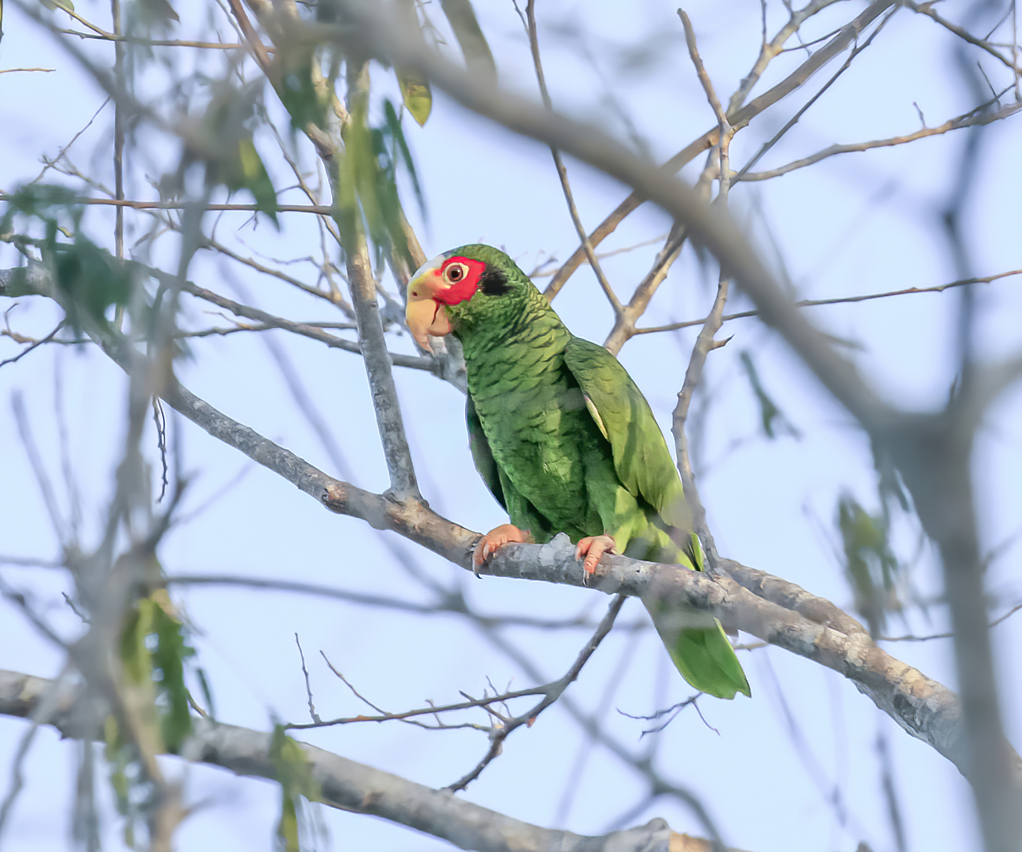 Sian Ka'an, las Alas del Cielo