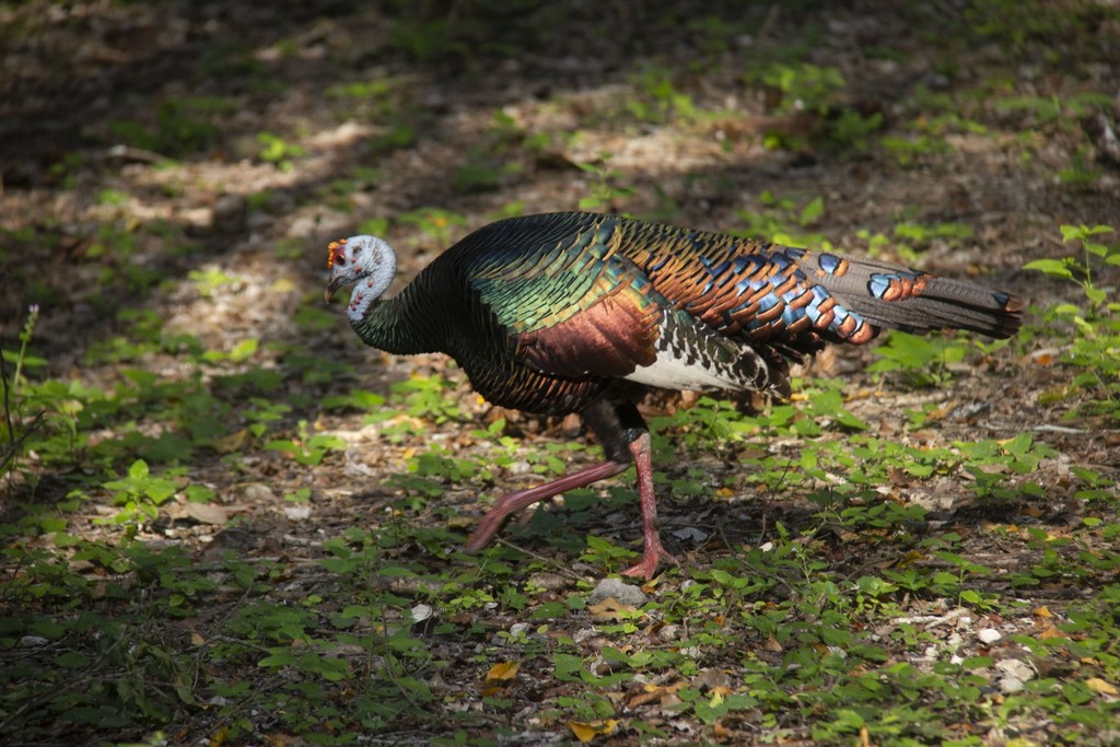 Sian Ka'an, las Alas del Cielo