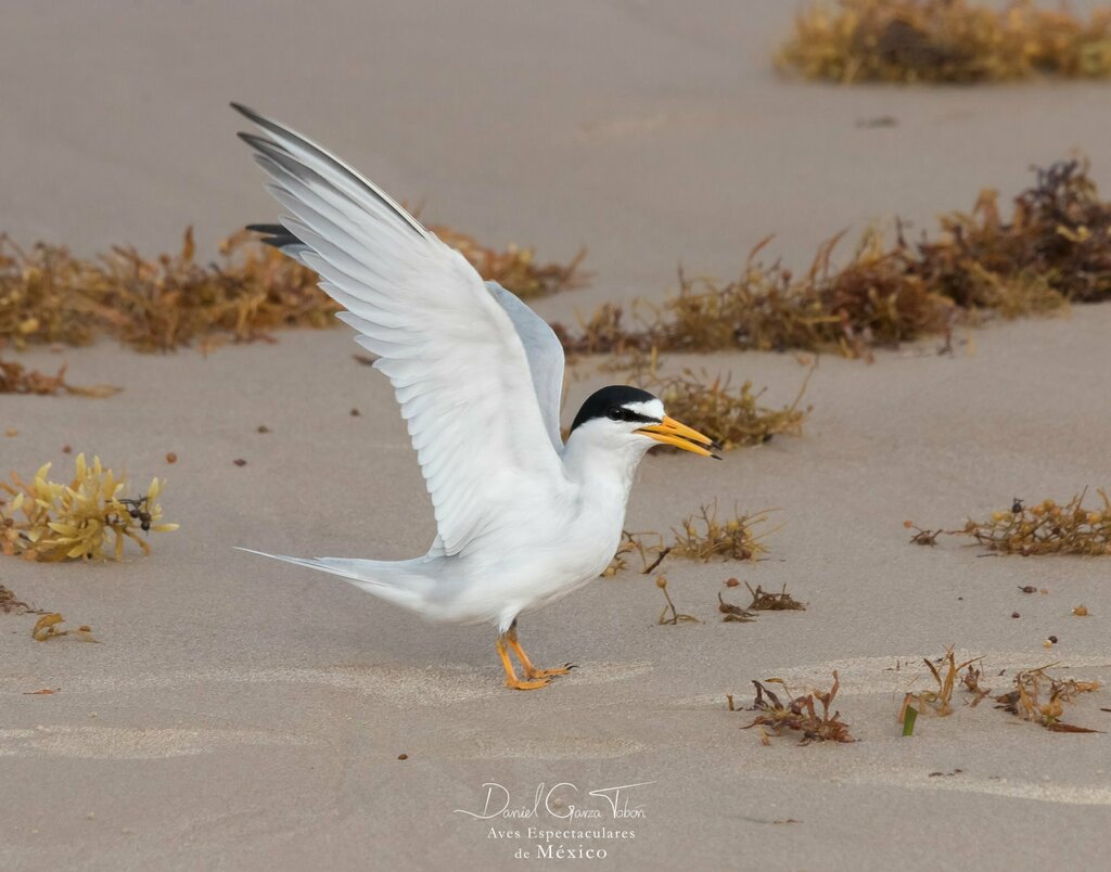 Sian Ka'an, las Alas del Cielo