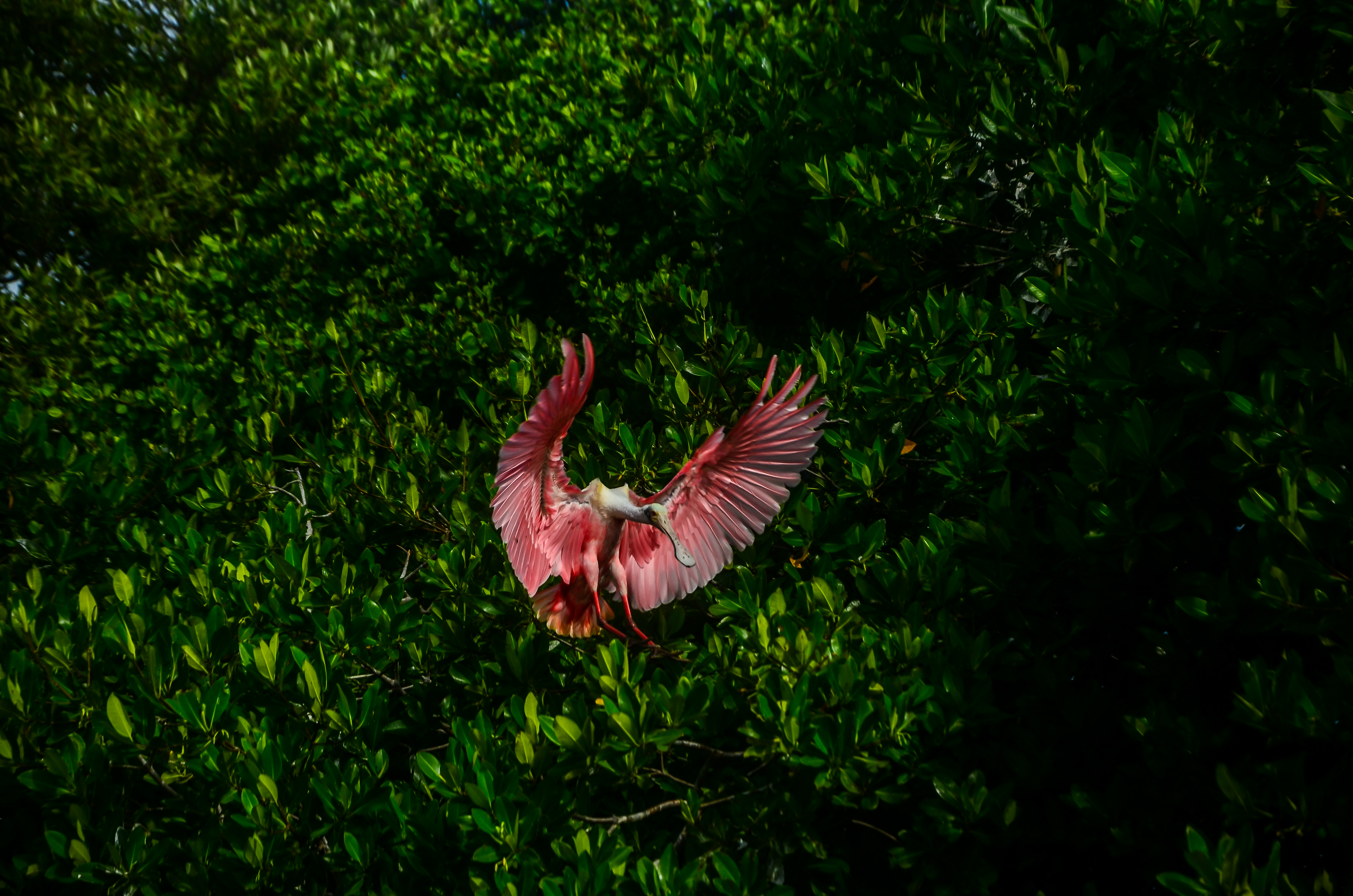 Sian Ka'an, las Alas del Cielo