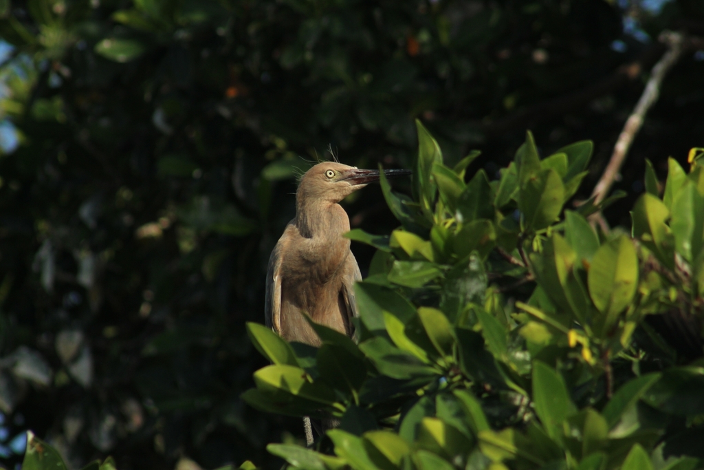 Sian Ka'an, las Alas del Cielo