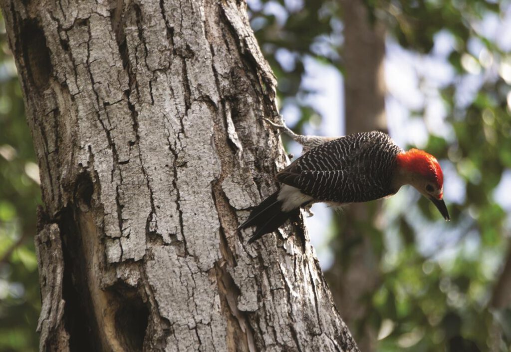 La pasión de un niño fotógrafo guardián de la naturaleza | Hola Tulum