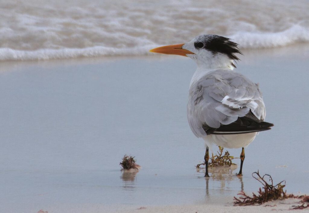 La pasión de un niño fotógrafo guardián de la naturaleza | Hola Tulum