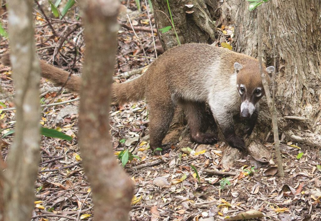 La pasión de un niño fotógrafo guardián de la naturaleza | Hola Tulum