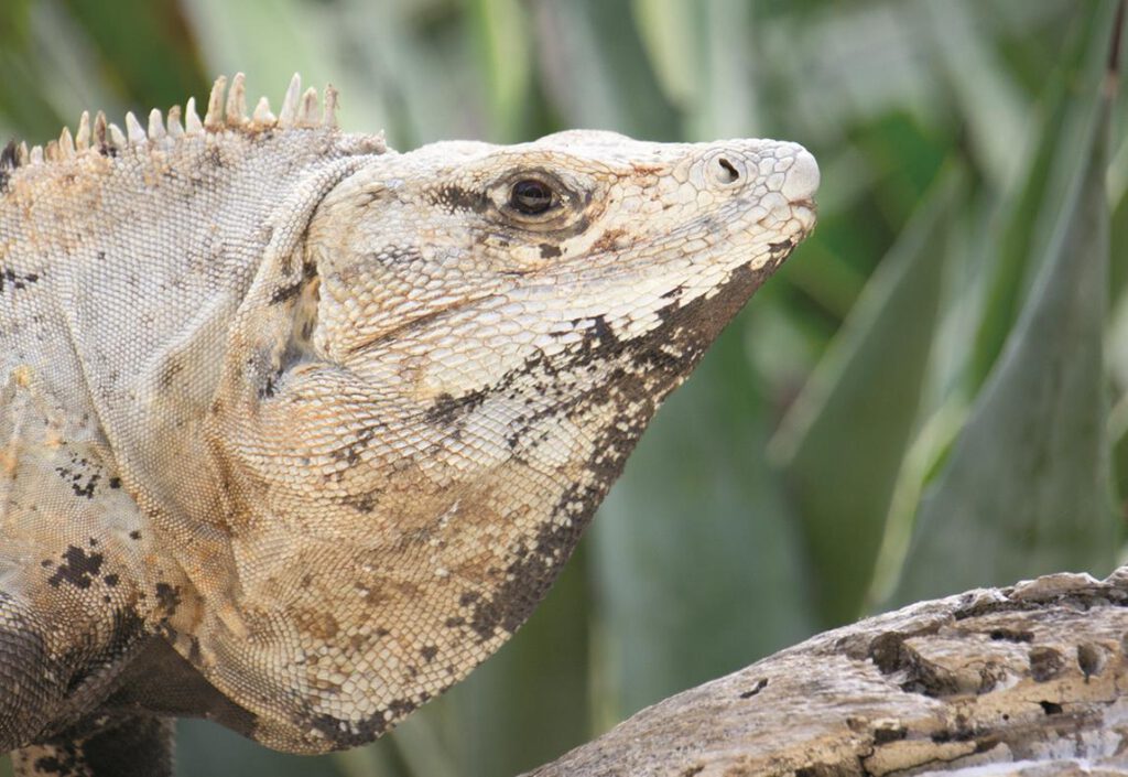 La pasión de un niño fotógrafo guardián de la naturaleza | Hola Tulum