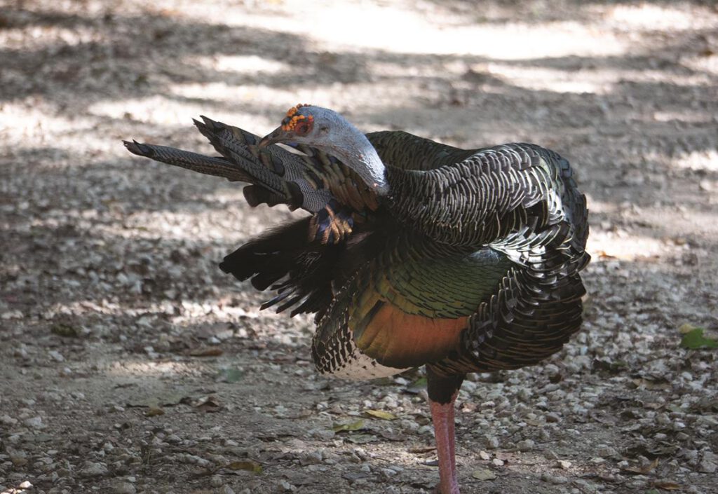 La pasión de un niño fotógrafo guardián de la naturaleza | Hola Tulum
