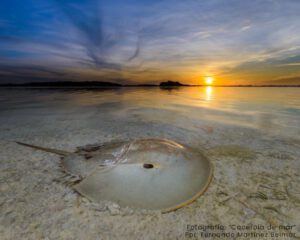 Concurso fotográfico Terra Península - Hola Tulum