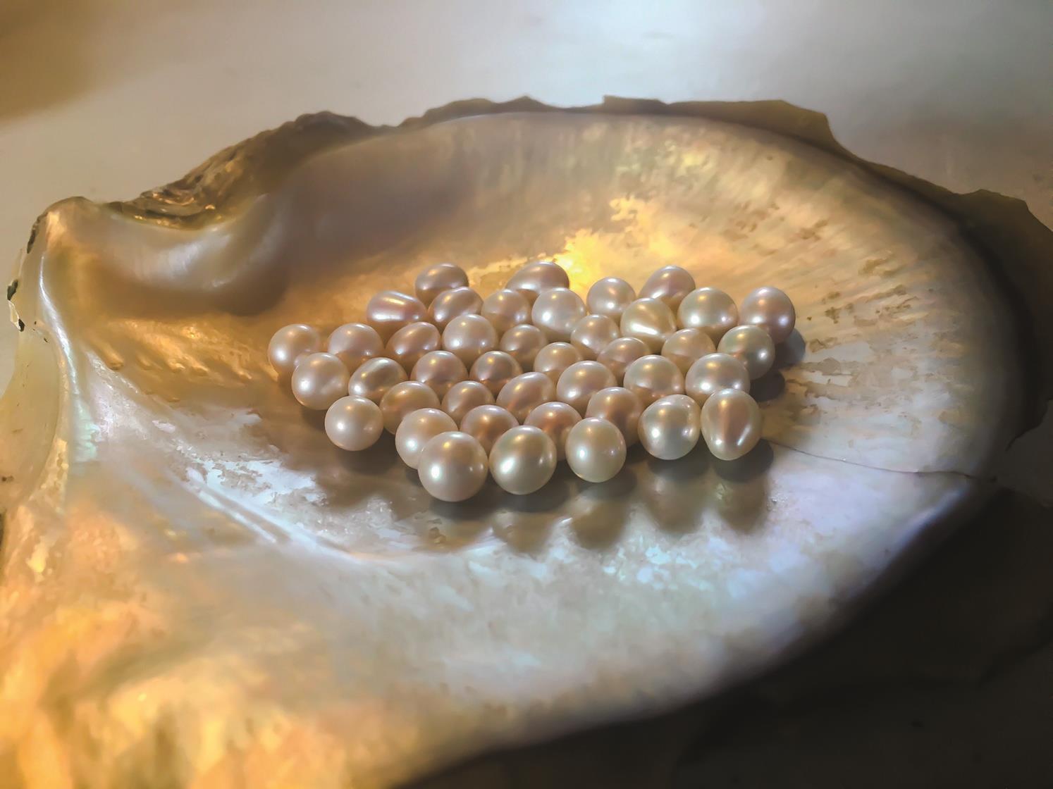 Sembradores de perlas | Hola Tulum