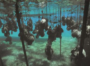 Sembradores de perlas - Hola Tulum