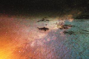 Playa del Carmen: cuna del Tiburón Toro - Hola Tulum