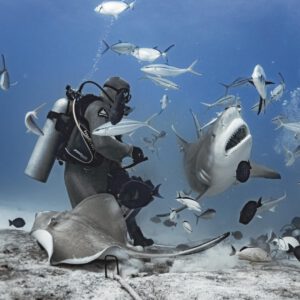 Playa del Carmen: cuna del Tiburón Toro - Hola Tulum