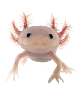 El Axolote de Xochimilco (Ambystoma Mexicanum) - Hola Tulum