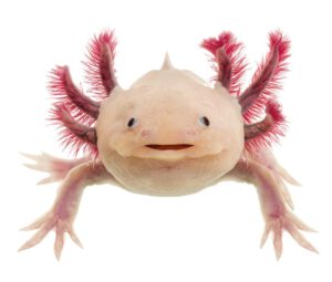 El Axolote de Xochimilco (Ambystoma Mexicanum) - Hola Tulum