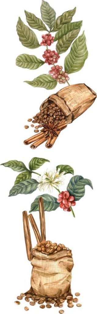 La fascinante historia del Café - Hola Tulum