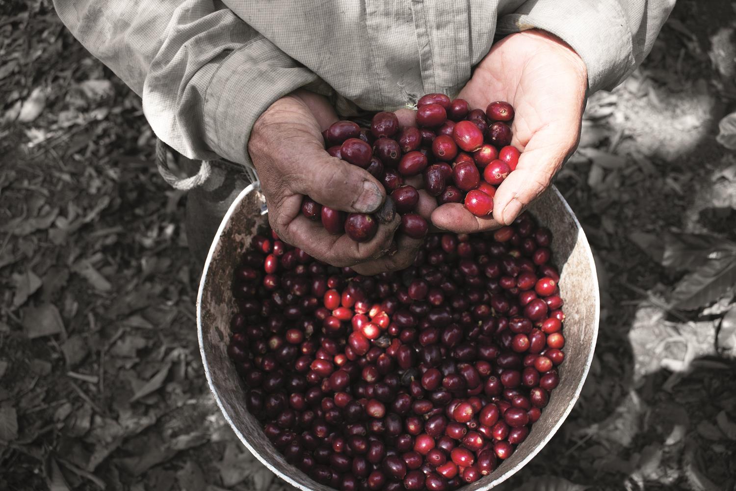 La fascinante historia del Café | Hola Tulum