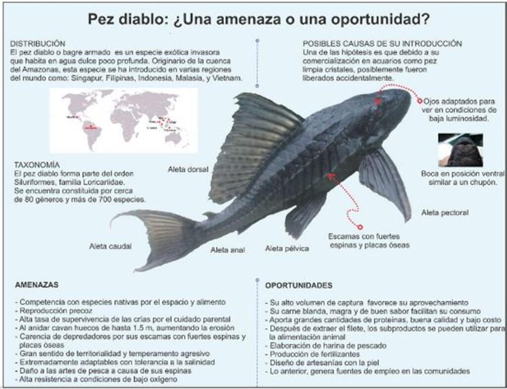 El pez diablo, una invasión silenciosa - Hola Tulum