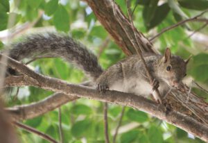 La pasión de un niño fotógrafo guardián de la naturaleza - Hola Tulum