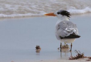La pasión de un niño fotógrafo guardián de la naturaleza - Hola Tulum