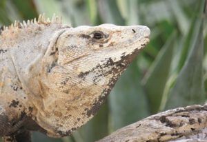 La pasión de un niño fotógrafo guardián de la naturaleza - Hola Tulum