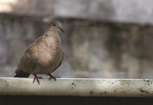 La pasión de un niño fotógrafo guardián de la naturaleza - Hola Tulum