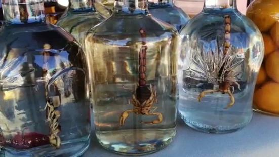 Bebidas con bichos extraños - Hola Tulum
