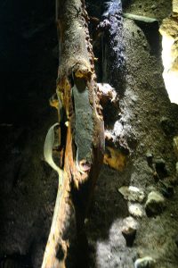 Leyendas y tesoros ocultos en cenotes - Hola Tulum