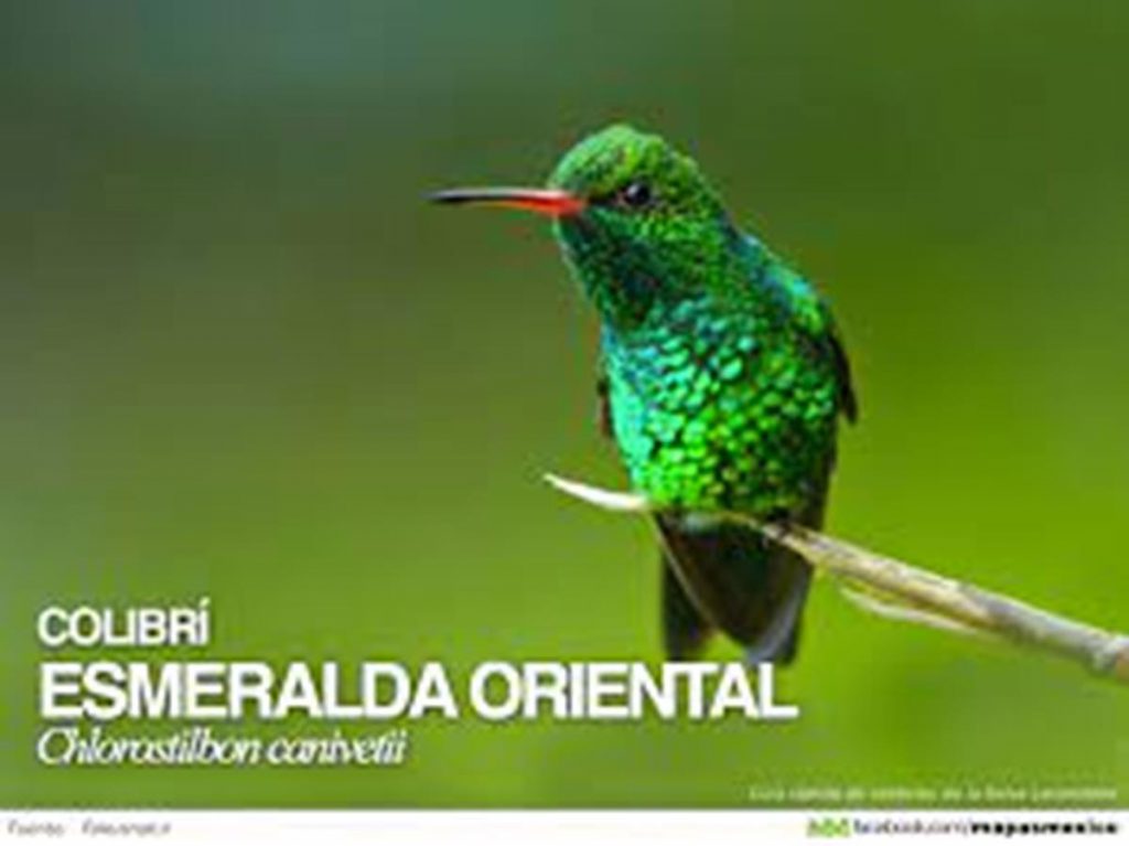 Animales en Peligro de Extinción - Hola Tulum