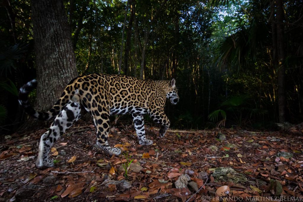 Jaguar: entre el mito y la extinción - Hola Tulum