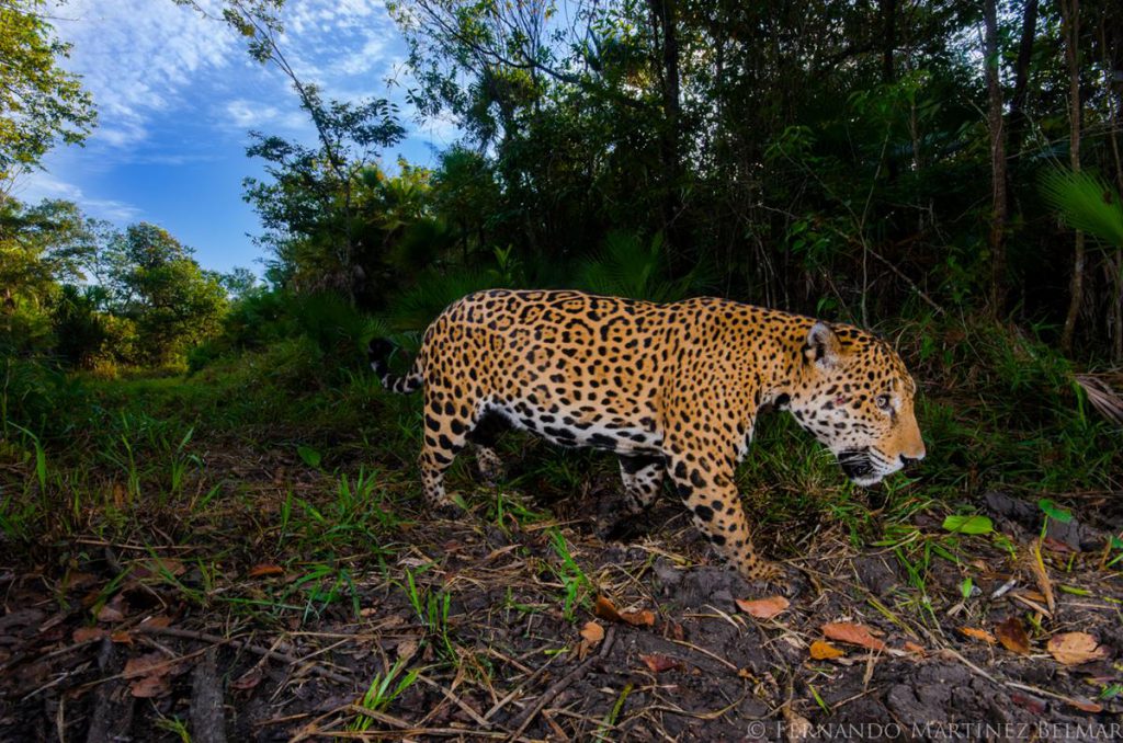 Jaguar: entre el mito y la extinción - Hola Tulum