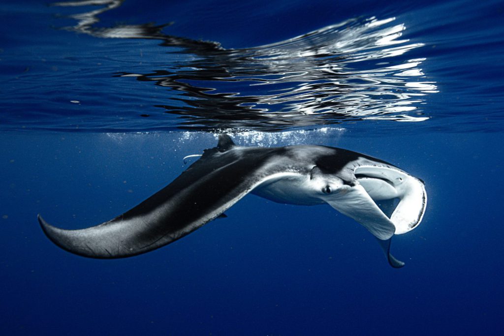Las fascinantes mantarrayas gigantes - Hola Tulum