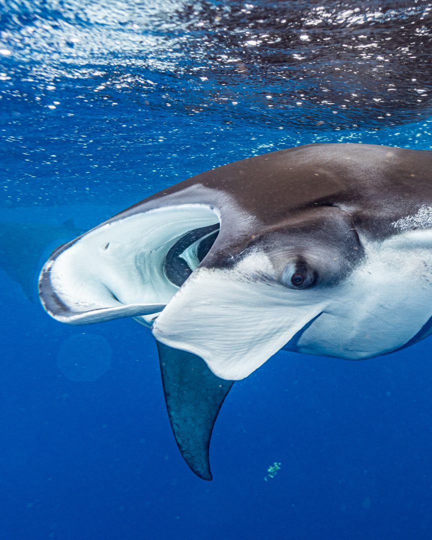 Las fascinantes mantarrayas gigantes - Hola Tulum