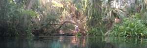 Reservorios de la biodiversidad de Yucatán - Hola Tulum