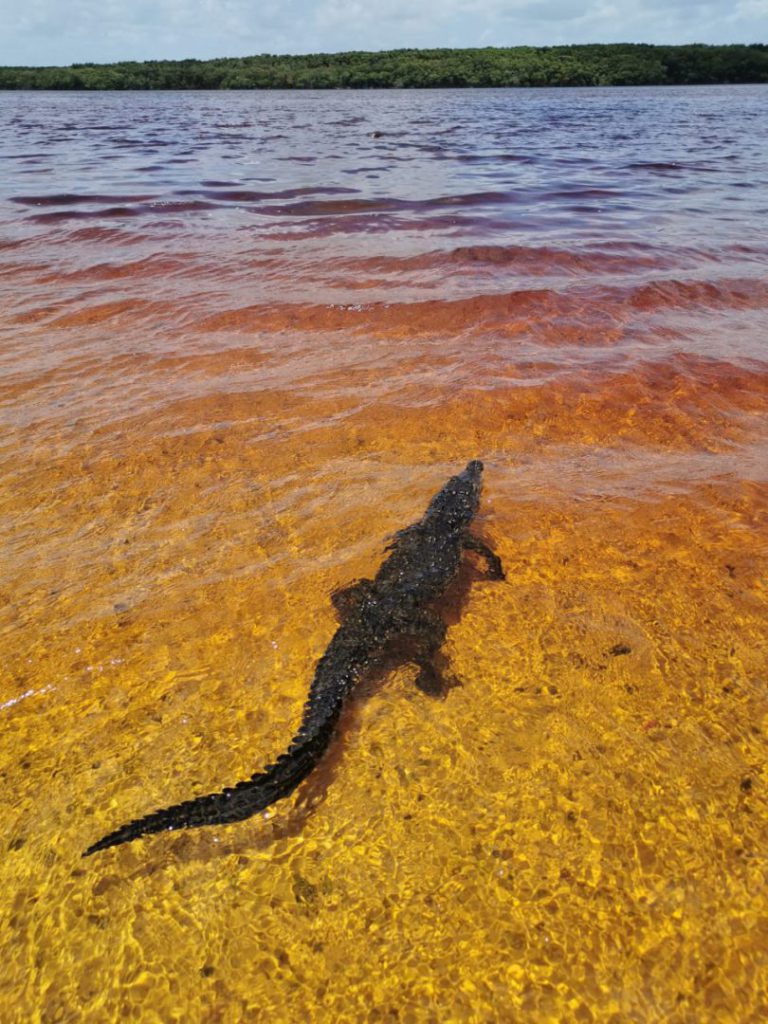 Reservorios de la biodiversidad de Yucatán - Hola Tulum