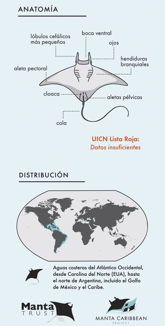 Las fascinantes mantarrayas gigantes - Hola Tulum