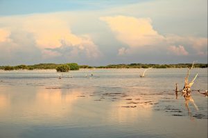 Reservorios de la biodiversidad de Yucatán - Hola Tulum