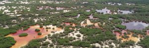 Reservorios de la biodiversidad de Yucatán - Hola Tulum