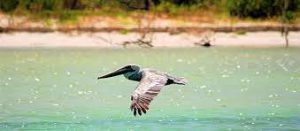 Reservorios de la biodiversidad de Yucatán - Hola Tulum