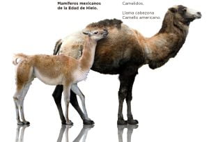 La megafauna de la Era de Hielo que se ha encontrado en Quintana Roo ha aparecido muy adentro de las cuevas inundadas y pertenece cronológicamente al Pleistoceno tardío llamado Tarantiense. Sus límites cronométricos se sitúan entre 126 mil y 11 mil años antes del Presente. Los restos fósiles estudiados de distintas especies (que han sido analizados por los métodos de radio carbono 14 y series de Uranio-Torio) han arrojado edades que van desde los 40 mil a los 9500 años antes del Presente, estas edades encajan dentro de la denominada paleontológicamente como fauna Rancholabreana.