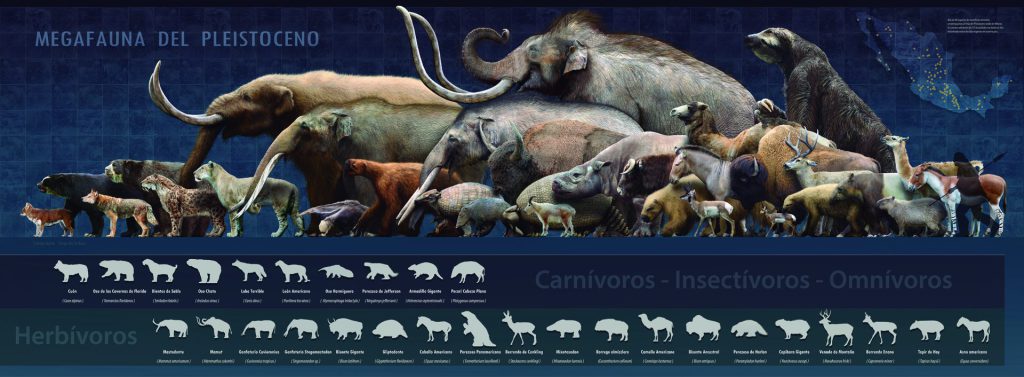 La megafauna de la Era de Hielo que se ha encontrado en Quintana Roo ha aparecido muy adentro de las cuevas inundadas y pertenece cronológicamente al Pleistoceno tardío llamado Tarantiense. Sus límites cronométricos se sitúan entre 126 mil y 11 mil años antes del Presente. Los restos fósiles estudiados de distintas especies (que han sido analizados por los métodos de radio carbono 14 y series de Uranio-Torio) han arrojado edades que van desde los 40 mil a los 9500 años antes del Presente, estas edades encajan dentro de la denominada paleontológicamente como fauna Rancholabreana.