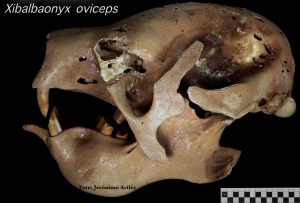 La megafauna de la Era de Hielo que se ha encontrado en Quintana Roo ha aparecido muy adentro de las cuevas inundadas y pertenece cronológicamente al Pleistoceno tardío llamado Tarantiense. Sus límites cronométricos se sitúan entre 126 mil y 11 mil años antes del Presente. Los restos fósiles estudiados de distintas especies (que han sido analizados por los métodos de radio carbono 14 y series de Uranio-Torio) han arrojado edades que van desde los 40 mil a los 9500 años antes del Presente, estas edades encajan dentro de la denominada paleontológicamente como fauna Rancholabreana.