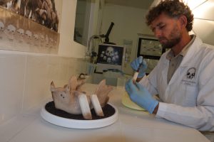 La megafauna de la Era de Hielo que se ha encontrado en Quintana Roo ha aparecido muy adentro de las cuevas inundadas y pertenece cronológicamente al Pleistoceno tardío llamado Tarantiense. Sus límites cronométricos se sitúan entre 126 mil y 11 mil años antes del Presente. Los restos fósiles estudiados de distintas especies (que han sido analizados por los métodos de radio carbono 14 y series de Uranio-Torio) han arrojado edades que van desde los 40 mil a los 9500 años antes del Presente, estas edades encajan dentro de la denominada paleontológicamente como fauna Rancholabreana.