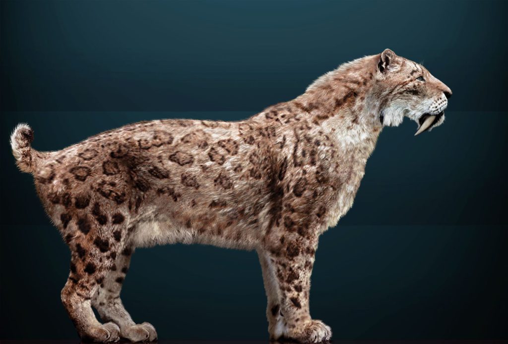 La megafauna de la Era de Hielo que se ha encontrado en Quintana Roo ha aparecido muy adentro de las cuevas inundadas y pertenece cronológicamente al Pleistoceno tardío llamado Tarantiense. Sus límites cronométricos se sitúan entre 126 mil y 11 mil años antes del Presente. Los restos fósiles estudiados de distintas especies (que han sido analizados por los métodos de radio carbono 14 y series de Uranio-Torio) han arrojado edades que van desde los 40 mil a los 9500 años antes del Presente, estas edades encajan dentro de la denominada paleontológicamente como fauna Rancholabreana.