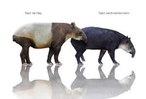 La megafauna de la Era de Hielo que se ha encontrado en Quintana Roo ha aparecido muy adentro de las cuevas inundadas y pertenece cronológicamente al Pleistoceno tardío llamado Tarantiense. Sus límites cronométricos se sitúan entre 126 mil y 11 mil años antes del Presente. Los restos fósiles estudiados de distintas especies (que han sido analizados por los métodos de radio carbono 14 y series de Uranio-Torio) han arrojado edades que van desde los 40 mil a los 9500 años antes del Presente, estas edades encajan dentro de la denominada paleontológicamente como fauna Rancholabreana.