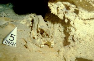La megafauna de la Era de Hielo que se ha encontrado en Quintana Roo ha aparecido muy adentro de las cuevas inundadas y pertenece cronológicamente al Pleistoceno tardío llamado Tarantiense. Sus límites cronométricos se sitúan entre 126 mil y 11 mil años antes del Presente. Los restos fósiles estudiados de distintas especies (que han sido analizados por los métodos de radio carbono 14 y series de Uranio-Torio) han arrojado edades que van desde los 40 mil a los 9500 años antes del Presente, estas edades encajan dentro de la denominada paleontológicamente como fauna Rancholabreana.