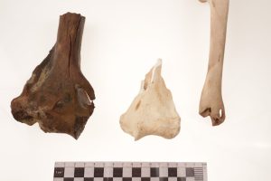 La megafauna de la Era de Hielo que se ha encontrado en Quintana Roo ha aparecido muy adentro de las cuevas inundadas y pertenece cronológicamente al Pleistoceno tardío llamado Tarantiense. Sus límites cronométricos se sitúan entre 126 mil y 11 mil años antes del Presente. Los restos fósiles estudiados de distintas especies (que han sido analizados por los métodos de radio carbono 14 y series de Uranio-Torio) han arrojado edades que van desde los 40 mil a los 9500 años antes del Presente, estas edades encajan dentro de la denominada paleontológicamente como fauna Rancholabreana.