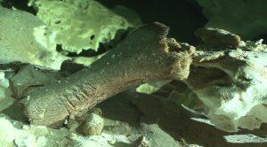 La megafauna de la Era de Hielo que se ha encontrado en Quintana Roo ha aparecido muy adentro de las cuevas inundadas y pertenece cronológicamente al Pleistoceno tardío llamado Tarantiense. Sus límites cronométricos se sitúan entre 126 mil y 11 mil años antes del Presente. Los restos fósiles estudiados de distintas especies (que han sido analizados por los métodos de radio carbono 14 y series de Uranio-Torio) han arrojado edades que van desde los 40 mil a los 9500 años antes del Presente, estas edades encajan dentro de la denominada paleontológicamente como fauna Rancholabreana.
