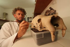 La megafauna de la Era de Hielo que se ha encontrado en Quintana Roo ha aparecido muy adentro de las cuevas inundadas y pertenece cronológicamente al Pleistoceno tardío llamado Tarantiense. Sus límites cronométricos se sitúan entre 126 mil y 11 mil años antes del Presente. Los restos fósiles estudiados de distintas especies (que han sido analizados por los métodos de radio carbono 14 y series de Uranio-Torio) han arrojado edades que van desde los 40 mil a los 9500 años antes del Presente, estas edades encajan dentro de la denominada paleontológicamente como fauna Rancholabreana.