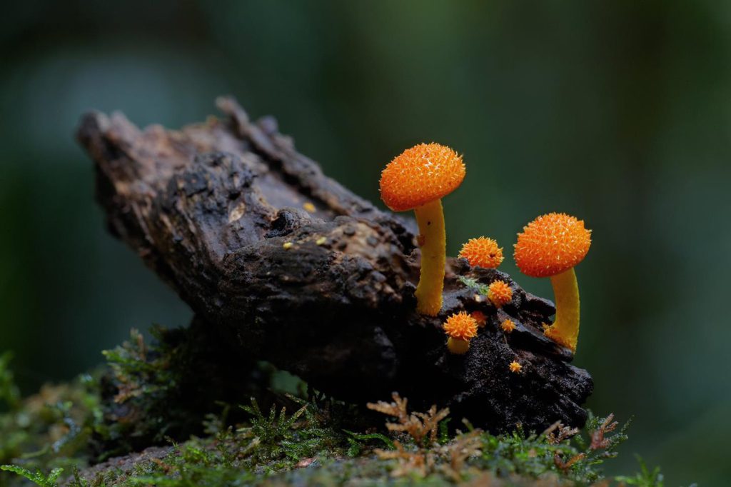 En México existen más de 200 mil especies de hongos, desafortunadamente sólo se han estudiado un promedio de 200 a 300 de éstas. A nivel internacional apenas se ha identificado al 35 por ciento de las especies que existen en todo el planeta.